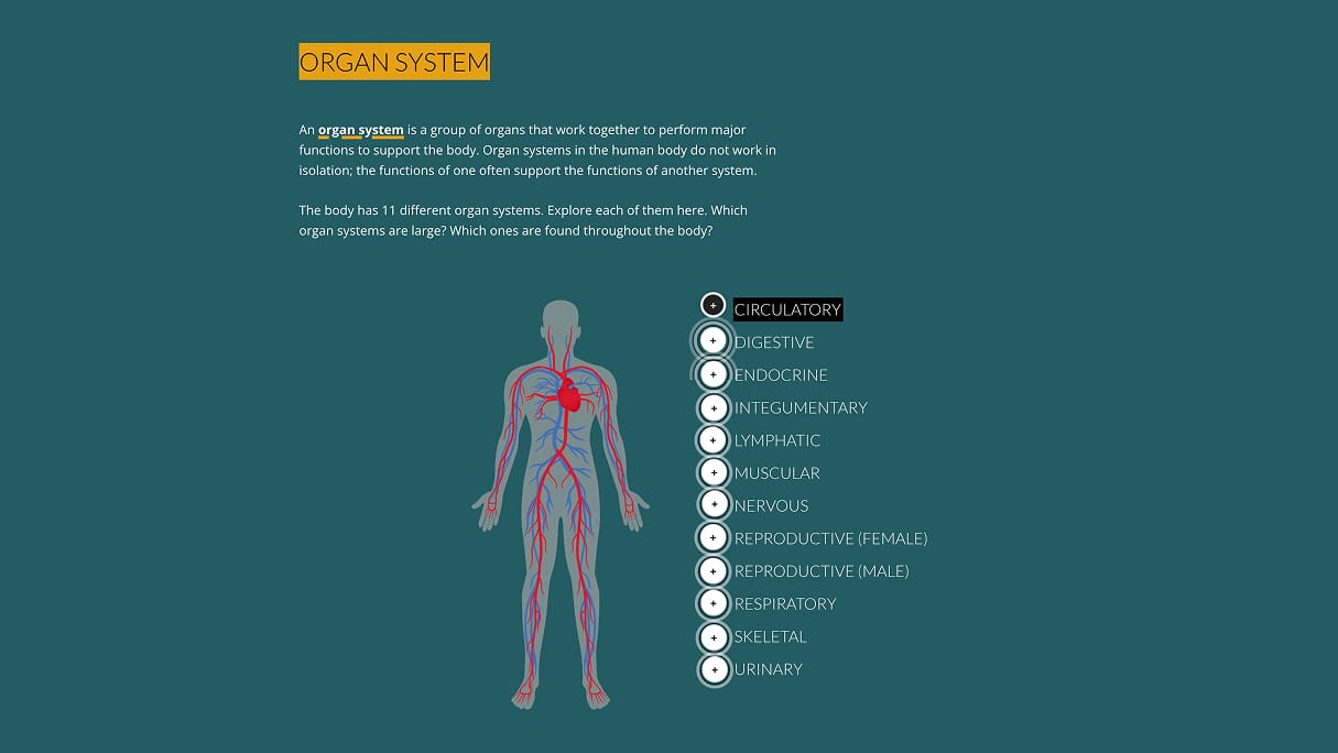 Organ Systems